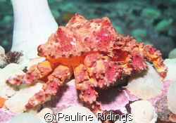 A Puget Sound King Crab (Lopholithodes mandtii). This pic... by Pauline Ridings 